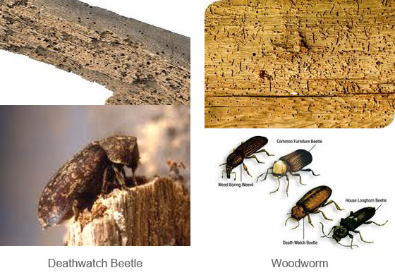 Treatment For Death Watch Beetle